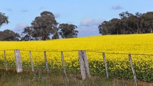 canola paddock